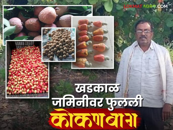 Farmer Success Story: latest news Read in detail about Bahrali Gadge's profitable farming on Kothari's Malrana | Farmer Success Story: कोठारीच्या माळरानावर बहरली गाडगे यांची नफ्याची शेती वाचा सविस्तर