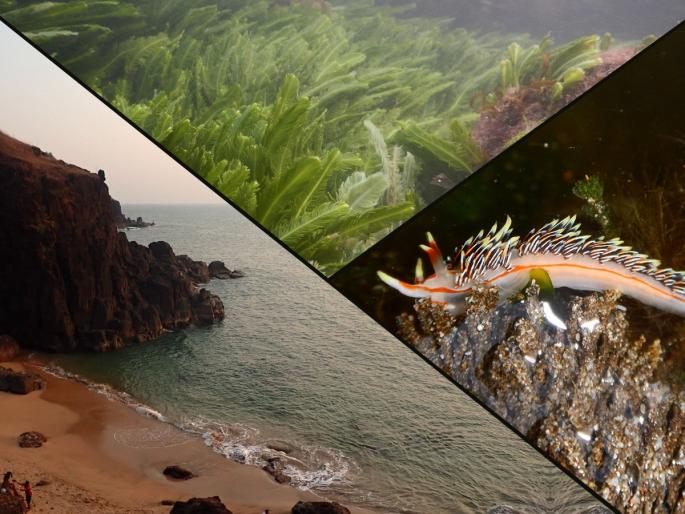 Biodiversity Paradise Rocky Tide Pools at 8 Places in Konkan Nature Tourism Opportunity | जैवविविधतेचे नंदनवन : कोकणातील ८ ठिकाणी ‘रॉकी टाइड पूल’, निसर्ग-पर्यटनाची संधी Biodiversity Paradise Rocky Tide Pools at 8 Places in Konkan Nature Tourism Opportunity | जैवविविधतेचे नंदनवन : कोकणातील ८ ठिकाणी ‘रॉकी टाइड पूल’, निसर्ग-पर्यटनाची संधी