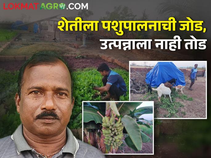 Farmers are earning more profit by agriculture allied business livestock rearing | विलास दळवी शेतीला पशुपालनाची जोड देत कमावत आहेत अधिकचा नफा Farmers are earning more profit by agriculture allied business livestock rearing | विलास दळवी शेतीला पशुपालनाची जोड देत कमावत आहेत अधिकचा नफा