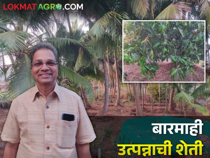 left government jobs and husband and wife indulged in agriculture; cultivation of different fruit crops | शासकीय नोकऱ्या सोडल्या अन् नवरा बायको रमले शेतीत; फुलवल्या फळबागा left government jobs and husband and wife indulged in agriculture; cultivation of different fruit crops | शासकीय नोकऱ्या सोडल्या अन् नवरा बायको रमले शेतीत; फुलवल्या फळबागा