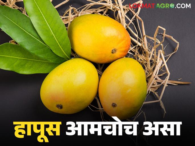Konkan Hapus is the real beneficiary of geographical indication; Mango crop insurance period will be extended | कोकण हापूसच भौगोलिक मानांकनाचा खरा हकदार; आंबा फळपीक विम्याचा कालावधी वाढवणार