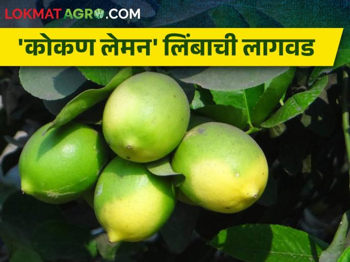 For intercropping in horticulture konkan lemon is beneficial | बागायतीत आंतरपिकासाठी 'कोकण लेमन' फायदेशीर For intercropping in horticulture konkan lemon is beneficial | बागायतीत आंतरपिकासाठी 'कोकण लेमन' फायदेशीर