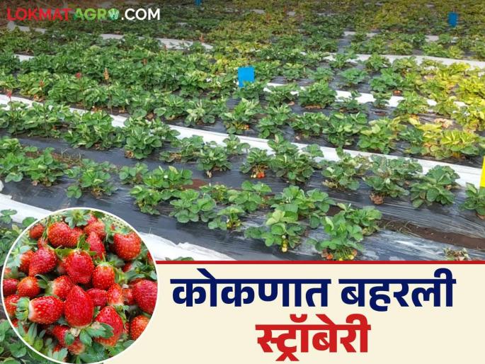 Sahil, an agriculture graduate, has made a strawberry farm flourish in Mini Mahabaleshwar in Konkan | कोकणातील मिनी महाबळेश्वरला कृषी पदवीधारक साहिलने फुलवली स्ट्रॉबेरीची शेती Sahil, an agriculture graduate, has made a strawberry farm flourish in Mini Mahabaleshwar in Konkan | कोकणातील मिनी महाबळेश्वरला कृषी पदवीधारक साहिलने फुलवली स्ट्रॉबेरीची शेती