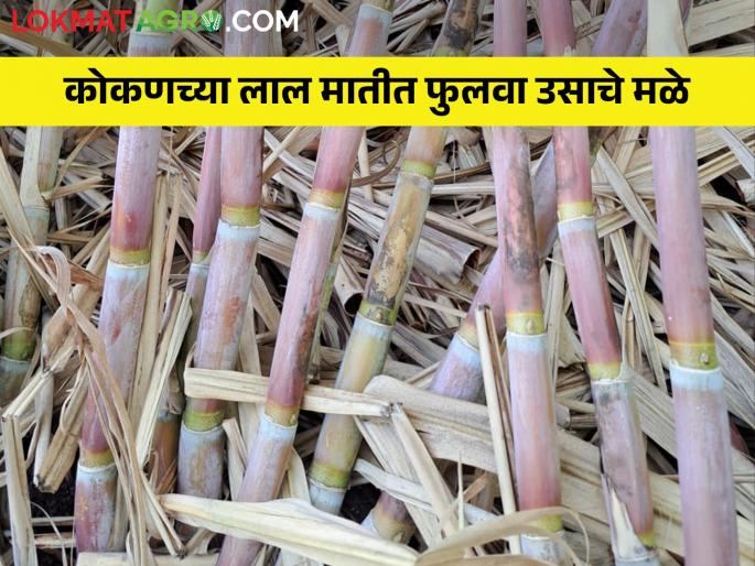 Now it is possible to grow sugarcane even in Konkan but how to cultivation for it | आता कोकणातही ऊस येणं शक्य पण त्यासाठी कशी कराल लागवड Now it is possible to grow sugarcane even in Konkan but how to cultivation for it | आता कोकणातही ऊस येणं शक्य पण त्यासाठी कशी कराल लागवड