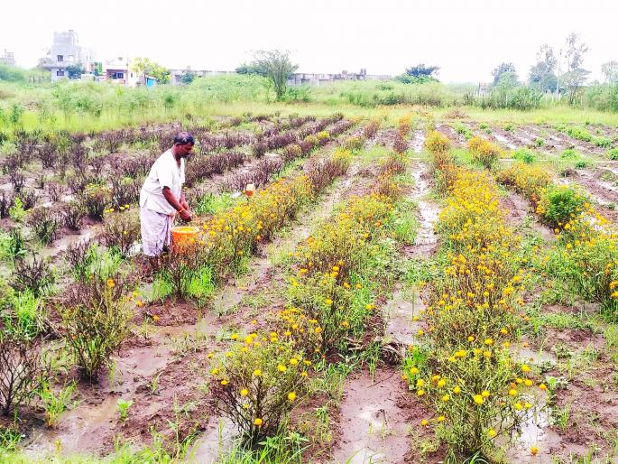 Punchnama of crop loss through three tier system | पीक नुकसानीचे त्रिस्तरीय यंत्रणेमार्फत पंचनामे Punchnama of crop loss through three tier system | पीक नुकसानीचे त्रिस्तरीय यंत्रणेमार्फत पंचनामे