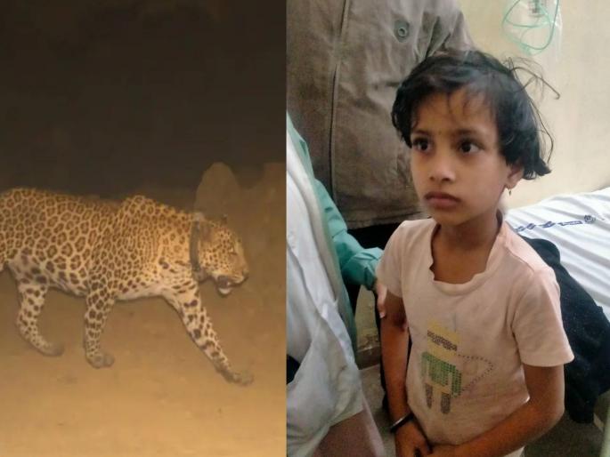 Heartbreaking Thrill! 11-year-old Shivam saves 9-year-old sister Swaranjali from leopard attack at Sangali | काळजाचा थरार! ११ वर्षीय शिवमनं बिबट्याच्या हल्ल्यातून ९ वर्षीय बहीण स्वरांजलीला वाचवले Heartbreaking Thrill! 11-year-old Shivam saves 9-year-old sister Swaranjali from leopard attack at Sangali | काळजाचा थरार! ११ वर्षीय शिवमनं बिबट्याच्या हल्ल्यातून ९ वर्षीय बहीण स्वरांजलीला वाचवले