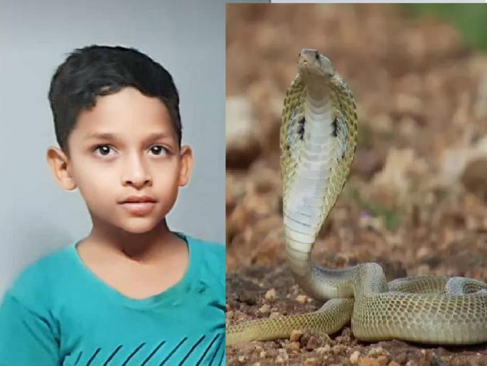Toddler steps on snake while playing at school, gets fever and dies in Vakare Kolhapur District | Kolhapur: शाळेत खेळताना सापावर पाय पडला, भीतीने ताप भरला अन् चिमुकल्याचा जीव गेला Toddler steps on snake while playing at school, gets fever and dies in Vakare Kolhapur District | Kolhapur: शाळेत खेळताना सापावर पाय पडला, भीतीने ताप भरला अन् चिमुकल्याचा जीव गेला