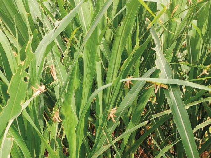 This year, the sugar yield will be reduced by 2.5 per cent; Sugar factories already started for a month | यंदा साखर उतारा अडीच टक्क्यांनी घटणार; महिनाभर आधीच साखर कारखाने सुरू This year, the sugar yield will be reduced by 2.5 per cent; Sugar factories already started for a month | यंदा साखर उतारा अडीच टक्क्यांनी घटणार; महिनाभर आधीच साखर कारखाने सुरू