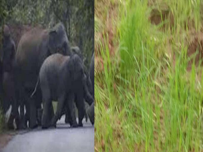 A herd of wild elephants among the crops; Tears in the eyes of farmers, Gadchiroli | रानटी हत्तींच्या कळपाचा पिकांमध्ये हैदौस; शेतकऱ्यांच्या डोळ्यात पाणी A herd of wild elephants among the crops; Tears in the eyes of farmers, Gadchiroli | रानटी हत्तींच्या कळपाचा पिकांमध्ये हैदौस; शेतकऱ्यांच्या डोळ्यात पाणी