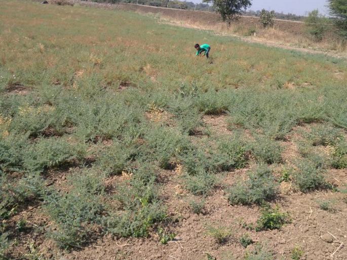 'Morning Walk' become headache for farmers! | नागपूरनजीकच्या कोरडी भागात शेतकऱ्यांसाठी ‘मॉर्निंग वॉक’ ठरतेय डोकेदुखी  ! 'Morning Walk' become headache for farmers! | नागपूरनजीकच्या कोरडी भागात शेतकऱ्यांसाठी ‘मॉर्निंग वॉक’ ठरतेय डोकेदुखी  !