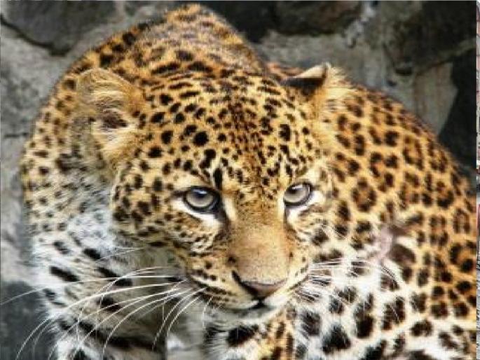 Leopards attack goats after entering a farm in Kole in Karad Taluka Satara District | सातारा: कोळे येथे भरवस्तीत घुसून बिबट्याचा शेळ्यांवर हल्ला, दोन ठार Leopards attack goats after entering a farm in Kole in Karad Taluka Satara District | सातारा: कोळे येथे भरवस्तीत घुसून बिबट्याचा शेळ्यांवर हल्ला, दोन ठार