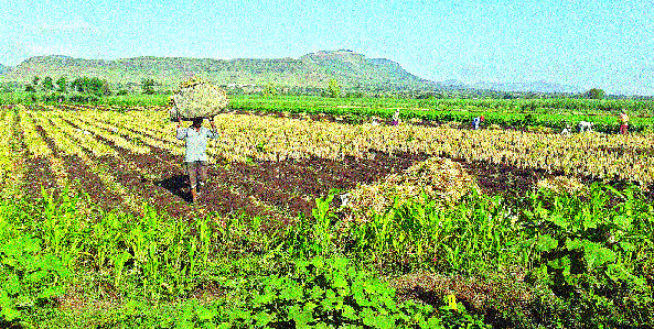 Rule of Koregaon threatened again! | कोरेगावचा राजमा दराअभावी पुन्हा धोक्यात! Rule of Koregaon threatened again! | कोरेगावचा राजमा दराअभावी पुन्हा धोक्यात!