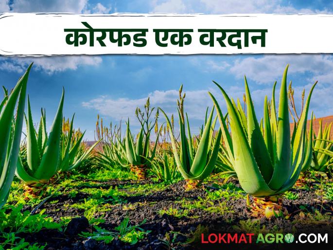 Medicinal Aloe Vera Health Benefits and Products | Aloeveras Health benefits & Products गुणकारी कोरफडीचे आरोग्यदायी फायदे व उत्पादने