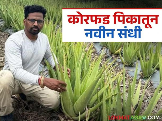 A new step for a young farmer through aloevera farming; Highly educated Hrishikesh from Padli is doing profitable farming | कोरफड शेतीतून युवा शेतकऱ्याचा नवा पायंडा; पाडळी येथील उच्चशिक्षित हृषिकेश करतायत फायद्याची शेती A new step for a young farmer through aloevera farming; Highly educated Hrishikesh from Padli is doing profitable farming | कोरफड शेतीतून युवा शेतकऱ्याचा नवा पायंडा; पाडळी येथील उच्चशिक्षित हृषिकेश करतायत फायद्याची शेती