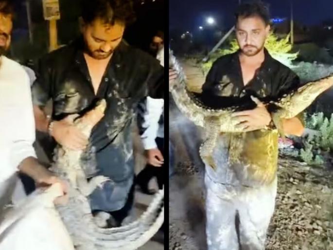 Viral Video: Group of Youths Torture and Mutilate Crocodile for Fun in Rajasthan; Face Imprisonment | Crocodile Torture: वसाहतीत घुसलेल्या मगरीसोबत तरुणांचं अमानुष कृत्य, आरोपींचा शोध सुरू! Viral Video: Group of Youths Torture and Mutilate Crocodile for Fun in Rajasthan; Face Imprisonment | Crocodile Torture: वसाहतीत घुसलेल्या मगरीसोबत तरुणांचं अमानुष कृत्य, आरोपींचा शोध सुरू!