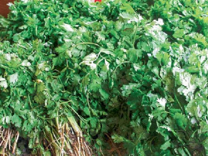 Correction to the market in Kothimabali, Nashik | नाशिकला कोथिंबिरीच्या बाजारभावात सुधारणा Correction to the market in Kothimabali, Nashik | नाशिकला कोथिंबिरीच्या बाजारभावात सुधारणा