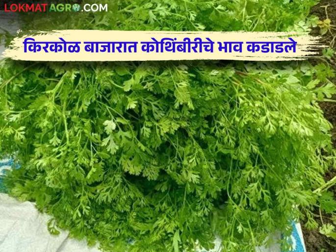 Coriander Market: Coriander prices this fortnight high; "This" price was found in the retail market | Coriander Market : या पंधरवड्यात कोथिंबीरने खाल्ला भाव; किरकोळ बाजारात "हा" मिळाला भाव Coriander Market: Coriander prices this fortnight high; "This" price was found in the retail market | Coriander Market : या पंधरवड्यात कोथिंबीरने खाल्ला भाव; किरकोळ बाजारात "हा" मिळाला भाव