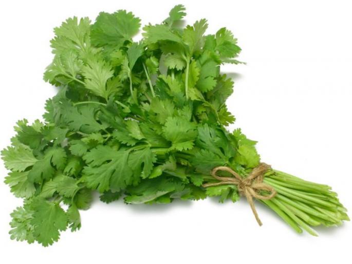 Cilantro bunch 80 rupees in pune | अबब..! पुण्यात कोथिंबीर गड्डी ८० रुपये Cilantro bunch 80 rupees in pune | अबब..! पुण्यात कोथिंबीर गड्डी ८० रुपये