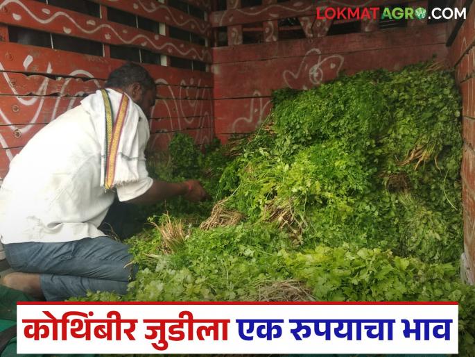 Latest news Coriander seeds fetched price of one rupee to chandwad farmer see what farmer did | Kothimbir Market : कोथिंबीर जुडीला मिळाला एक रुपयाचा दर, शेतकऱ्याने काय केलं पहा Latest news Coriander seeds fetched price of one rupee to chandwad farmer see what farmer did | Kothimbir Market : कोथिंबीर जुडीला मिळाला एक रुपयाचा दर, शेतकऱ्याने काय केलं पहा