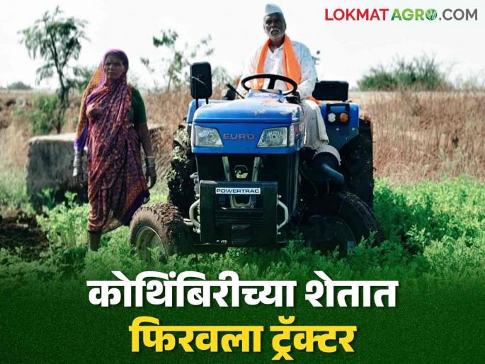 Latest News Agriculture News farmer ploughs into coriander crop as price not being met | Agriculture News : कष्टाने पिकवलेली कोथिंबीर कवडीमोल भावात विकायची कशी? शेतात फिरवला नांगर Latest News Agriculture News farmer ploughs into coriander crop as price not being met | Agriculture News : कष्टाने पिकवलेली कोथिंबीर कवडीमोल भावात विकायची कशी? शेतात फिरवला नांगर