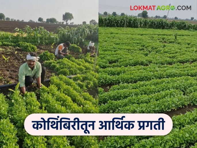 latest news Farmer Success Story: Income of four lakhs from 30 gunthas; Read the 'economic revolution' of a young farmer through coriander farming in detail | Farmer Success Story : ३० गुंठ्यातून चार लाखांचे उत्पन्न; कोथिंबिरीच्या शेतीतून युवा शेतकऱ्याची 'आर्थिक क्रांती' वाचा सविस्तर latest news Farmer Success Story: Income of four lakhs from 30 gunthas; Read the 'economic revolution' of a young farmer through coriander farming in detail | Farmer Success Story : ३० गुंठ्यातून चार लाखांचे उत्पन्न; कोथिंबिरीच्या शेतीतून युवा शेतकऱ्याची 'आर्थिक क्रांती' वाचा सविस्तर