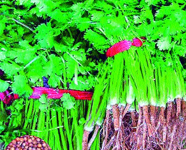 Inbound drop; Cilantro Faster | आवक घटली; कोथिंबीर तेजीत Inbound drop; Cilantro Faster | आवक घटली; कोथिंबीर तेजीत