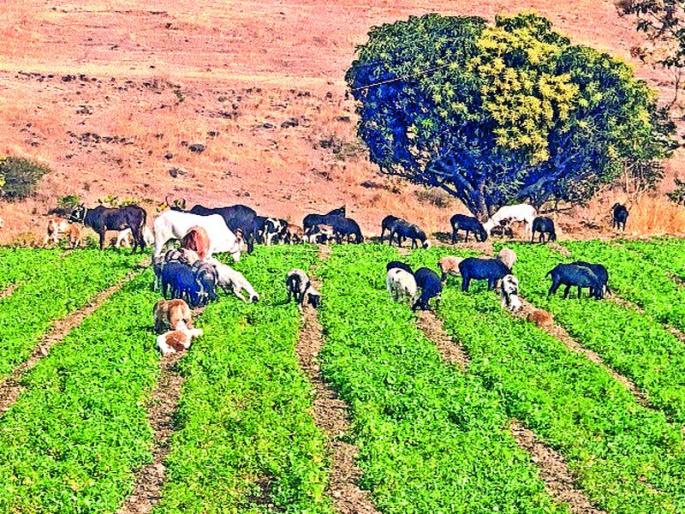 Production expenditure; Farmers left in Kothimiri | उत्पादन खर्चही निघेना; शेतकऱ्यांनी कोथिंबिरीच्या शेतात सोडली जनावरं