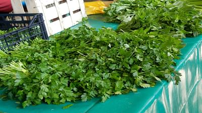 Added fenugreek, cilantro five rupees | मेथी, कोथिंबीर पाच रुपये जुडी Added fenugreek, cilantro five rupees | मेथी, कोथिंबीर पाच रुपये जुडी