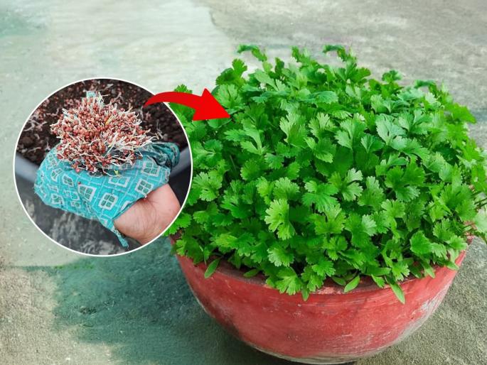Gardening tips kitchen gardening hacks how to save coriander plant in winter naturally why coriander leaves turn yellow in cold weather best home remedy to revive coriander plant | हिवाळ्यात कोथिंबीरीचे रोप सुकले- पाने पिवळी पडली? मातीत रोवा 'ही' पोटली , ७ दिवसांत रोपाची होईल वाढ