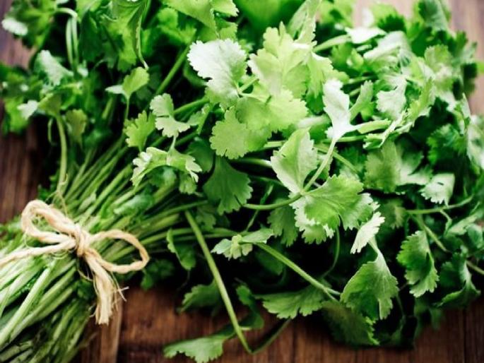 Kalvan, Khamang Pohe, Coriander for crumbing on meal are missing | कालवण, खमंग पोहे, भेळवर भुरभुरण्यासाठी असलेली कोथिंबीर गायब Kalvan, Khamang Pohe, Coriander for crumbing on meal are missing | कालवण, खमंग पोहे, भेळवर भुरभुरण्यासाठी असलेली कोथिंबीर गायब