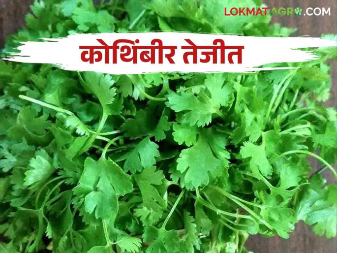 Due to continuous rains, the arrival of coriander decreased and the market price increased | सततच्या पावसाने कोथिंबीरची आवक घटली बाजारभावात झाली वाढ Due to continuous rains, the arrival of coriander decreased and the market price increased | सततच्या पावसाने कोथिंबीरची आवक घटली बाजारभावात झाली वाढ