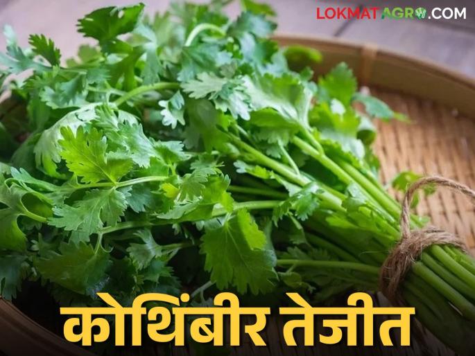 Coriander, fenugreek will make farmers millionaires; Record price achieved in Manchar market committee | कोथिंबीर, मेथी शेतकऱ्यांना करणार लखपती; मंचर बाजार समितीत मिळाला विक्रमी दर Coriander, fenugreek will make farmers millionaires; Record price achieved in Manchar market committee | कोथिंबीर, मेथी शेतकऱ्यांना करणार लखपती; मंचर बाजार समितीत मिळाला विक्रमी दर