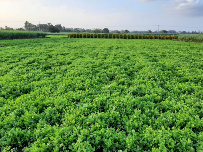Aashiv's Kasti Coriander from Latur district got GI rating | लातूर जिल्ह्यातील आशिवच्या कास्ती कोथिंबीरला जीआय मानांकन Aashiv's Kasti Coriander from Latur district got GI rating | लातूर जिल्ह्यातील आशिवच्या कास्ती कोथिंबीरला जीआय मानांकन