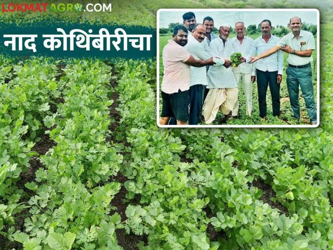 Farmer Success Story : young farmer Kailasrao got a yield of 21 lakhs from six and a half acres of coriander crop | Farmer Success Story : नाद करा पण आमचा कुठं साडेसहा एकर कोथिंबिरीतून २१ लाखांचे उत्पादन Farmer Success Story : young farmer Kailasrao got a yield of 21 lakhs from six and a half acres of coriander crop | Farmer Success Story : नाद करा पण आमचा कुठं साडेसहा एकर कोथिंबिरीतून २१ लाखांचे उत्पादन