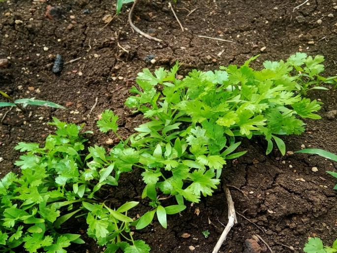 Collapsed prices of coriander; The plow turned on the crop | कोथिंबीरचे कोसळले दर; पिकावर फिरवला नांगर Collapsed prices of coriander; The plow turned on the crop | कोथिंबीरचे कोसळले दर; पिकावर फिरवला नांगर