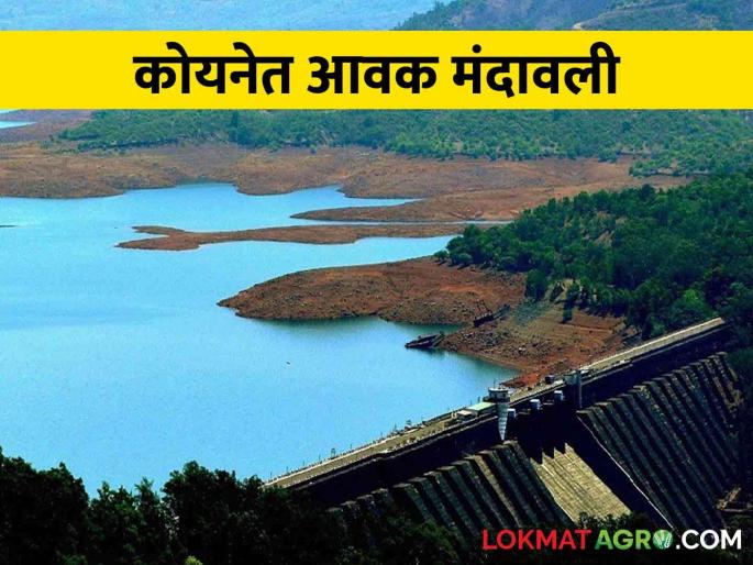 Koyna Dam: The rain subsided, how much water came in the koyna dam | Koyna Dam पावसाचा जोर ओसरला, कोयनेत आलं किती पाणी Koyna Dam: The rain subsided, how much water came in the koyna dam | Koyna Dam पावसाचा जोर ओसरला, कोयनेत आलं किती पाणी