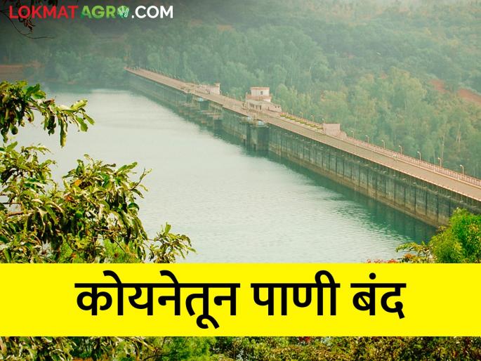 Water Discharge from Koyna Dam Stop; Krishna River Site Farming Crisis | कोयनेतून विसर्ग बंद; कृष्णाकाठी संकट