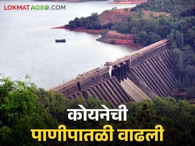 Koyna Dam Water: How much TMC water has come into Koyna Dam in the last 22 days | Koyna Dam Water: कोयना धरणात मागील २२ दिवसांत आलं किती टीएमसी पाणी Koyna Dam Water: How much TMC water has come into Koyna Dam in the last 22 days | Koyna Dam Water: कोयना धरणात मागील २२ दिवसांत आलं किती टीएमसी पाणी