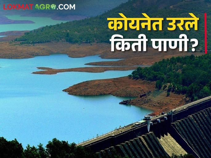 Irrigation demand decreased; How much TMC water is left in Koyna Dam? | Koyna Dam सिंचन मागणी झाली कमी; कोयना धरणात किती टीएमसी पाणी शिल्लक Irrigation demand decreased; How much TMC water is left in Koyna Dam? | Koyna Dam सिंचन मागणी झाली कमी; कोयना धरणात किती टीएमसी पाणी शिल्लक