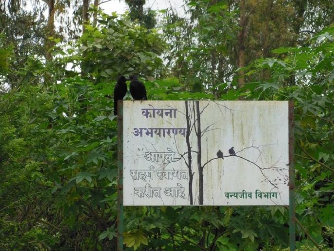 Final approval of central government for rehabilitation of Koyna sanctuary wele and Male village project victims | Satara: कोयना अभयारण्यग्रस्त वेळे, मळेचा ३५ वर्षांचा प्रश्न सुटला; पुनर्वसनास केंद्राची अंतिम मान्यता  Final approval of central government for rehabilitation of Koyna sanctuary wele and Male village project victims | Satara: कोयना अभयारण्यग्रस्त वेळे, मळेचा ३५ वर्षांचा प्रश्न सुटला; पुनर्वसनास केंद्राची अंतिम मान्यता