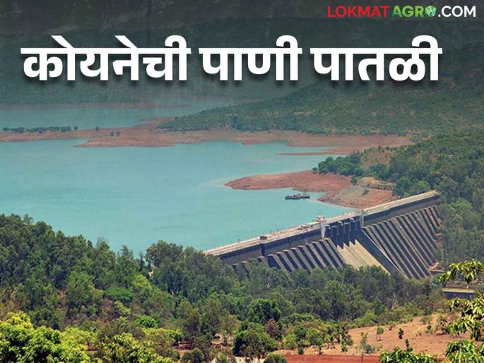 Koyna Dam 31 mm rain at Koyna; How much TMC water is stored in the dam now? | Koyna Dam कोयनेला ३१ मिलिमीटर पाऊस; धरणात आता किती टीएमसी पाणीसाठा Koyna Dam 31 mm rain at Koyna; How much TMC water is stored in the dam now? | Koyna Dam कोयनेला ३१ मिलिमीटर पाऊस; धरणात आता किती टीएमसी पाणीसाठा
