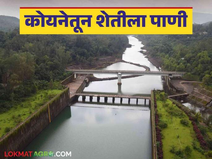 Koyna Dam Water Level : Release water for irrigation from these dams in Satara district along with Koyna | Koyna Dam Water Level : कोयनेसह साताऱ्यातील या धरणांतून सिंचनासाठी विसर्ग सुरु