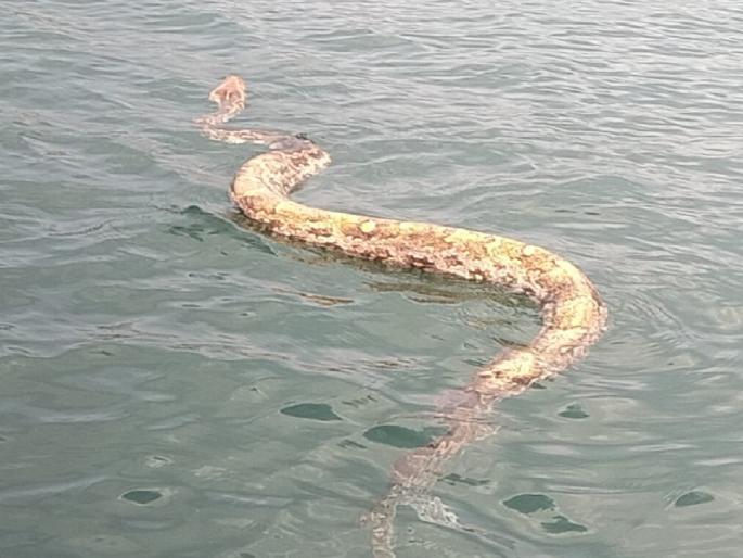 10 foot giant python in Koyna reservoir, video captured on tourist camera | Satara: कोयना जलाशयात १० फुटी महाकाय अजगर!, पर्यटकांच्या कॅमेऱ्यात व्हिडीओ कैद 10 foot giant python in Koyna reservoir, video captured on tourist camera | Satara: कोयना जलाशयात १० फुटी महाकाय अजगर!, पर्यटकांच्या कॅमेऱ्यात व्हिडीओ कैद