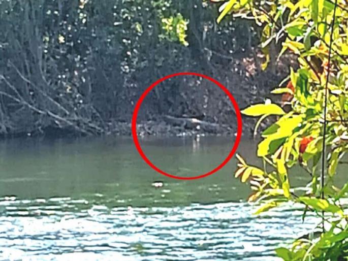 Sighting of crocodile in Koyna river again, fear among citizens | कोयना नदीत पुन्हा मगरीचे दर्शन, नागरिकांमध्ये भीतीचे वातावरण Sighting of crocodile in Koyna river again, fear among citizens | कोयना नदीत पुन्हा मगरीचे दर्शन, नागरिकांमध्ये भीतीचे वातावरण