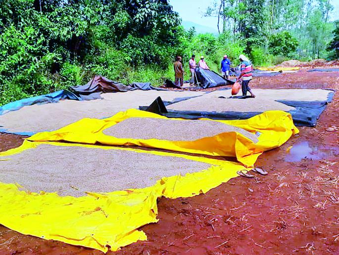 Koyne's Shivar is still waterlogged, farmers in crisis: severe damage to crops | कोयनेचा शिवार अद्यापही जलमय, शेतकरी संकटात : पिकांचे अतोनात नुकसान Koyne's Shivar is still waterlogged, farmers in crisis: severe damage to crops | कोयनेचा शिवार अद्यापही जलमय, शेतकरी संकटात : पिकांचे अतोनात नुकसान