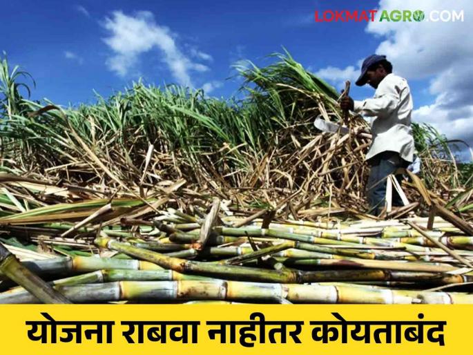 Ustod Kamgar Mahamandal : 10 lakh sugarcane workers in the state deprived due to lack of registration | Ustod Kamgar Mahamandal : राज्यातील १० लाख ऊसतोड मजूर नोंदणीअभावी वंचित Ustod Kamgar Mahamandal : 10 lakh sugarcane workers in the state deprived due to lack of registration | Ustod Kamgar Mahamandal : राज्यातील १० लाख ऊसतोड मजूर नोंदणीअभावी वंचित