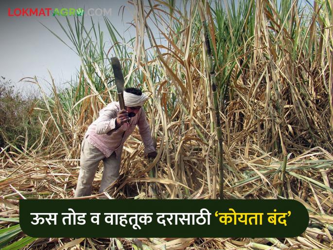 Sugarcane factories stopped due to lack of sugarcane supply | ऊसपुरवठ्याअभावी साखर कारखाने थंडावले Sugarcane factories stopped due to lack of sugarcane supply | ऊसपुरवठ्याअभावी साखर कारखाने थंडावले