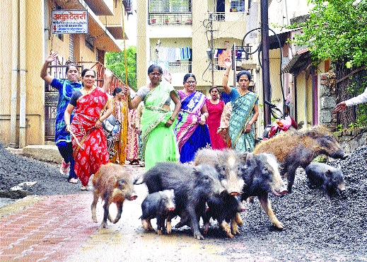 Here pigs are beaten by women | इथे महिलाच काठीने मारतात डुकरांना Here pigs are beaten by women | इथे महिलाच काठीने मारतात डुकरांना