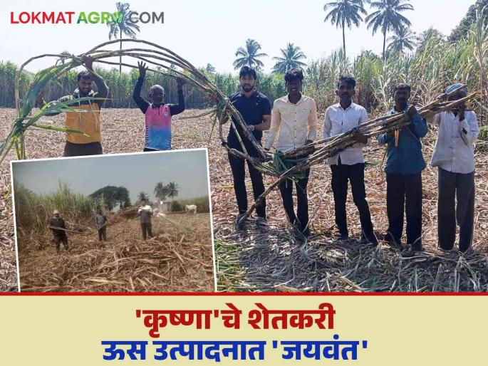Krishna Karkhana's Jaywant Krishi Yojana turned progressive farmers into millionaires? Read in detail what this scheme is | कृष्णा कारखान्याच्या जयवंत कृषी योजनेतून प्रयोगशील शेतकरी बनले लखपती; वाचा सविस्तर