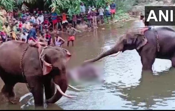 Accused arrested in Kerala elephant death case, Forest Minister informed | केरळमधील हत्तीणीच्या मृत्युप्रकरणी आरोपीस अटक, वनमंत्र्यांची माहिती Accused arrested in Kerala elephant death case, Forest Minister informed | केरळमधील हत्तीणीच्या मृत्युप्रकरणी आरोपीस अटक, वनमंत्र्यांची माहिती